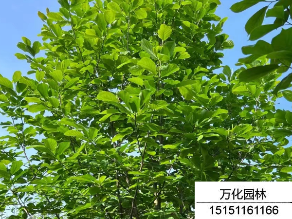 白玉兰