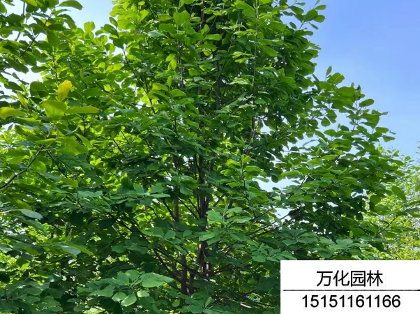 白玉兰