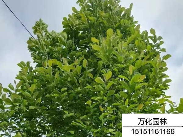 白玉兰