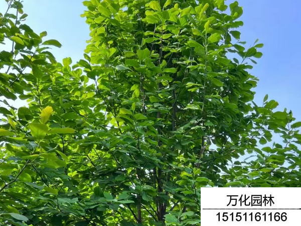 白玉兰