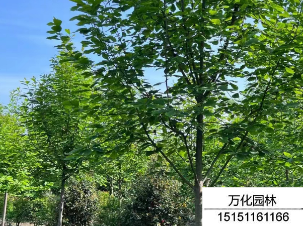 白玉兰
