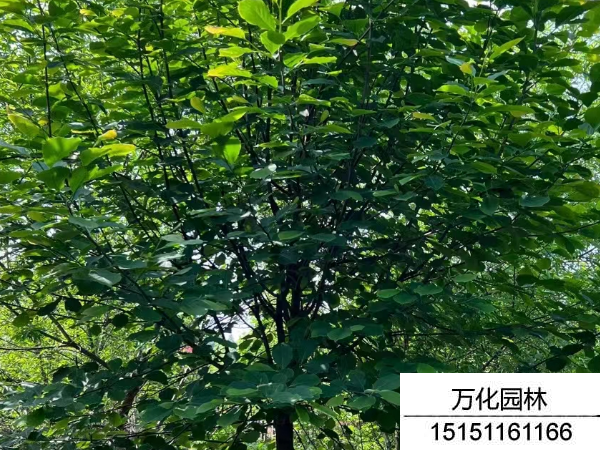 白玉兰