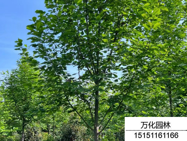 白玉兰