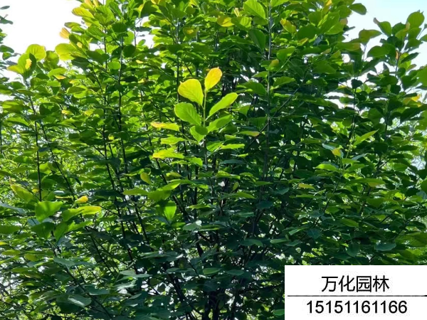 白玉兰