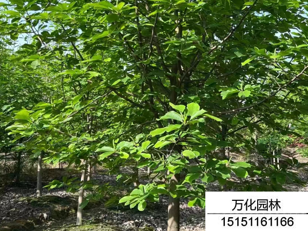 白玉兰