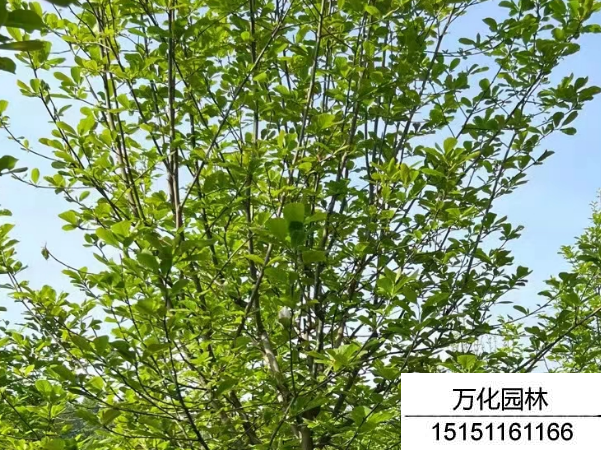白玉兰
