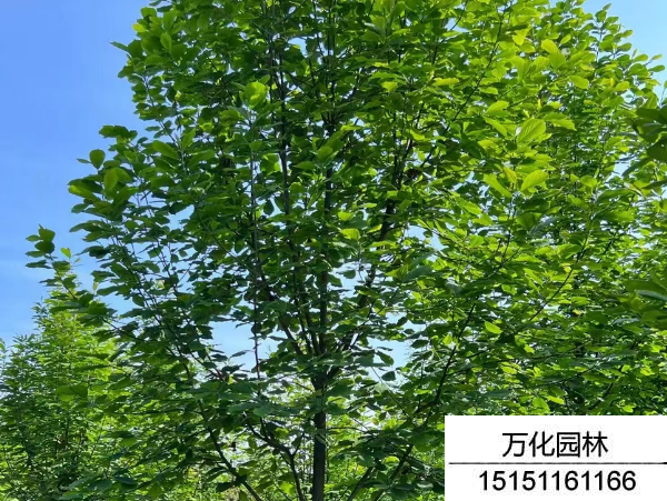 白玉兰