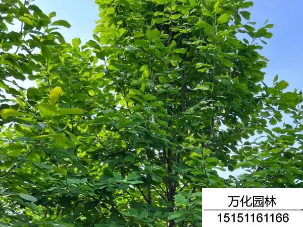 白玉兰