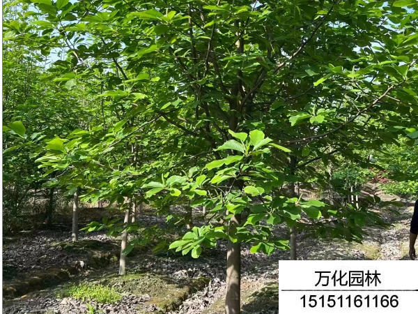 白玉兰