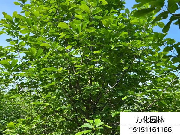 白玉兰