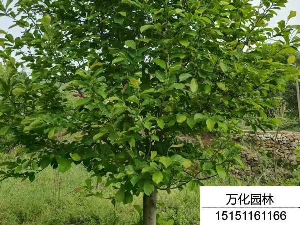 白玉兰