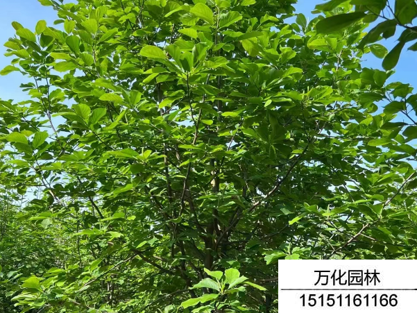 白玉兰