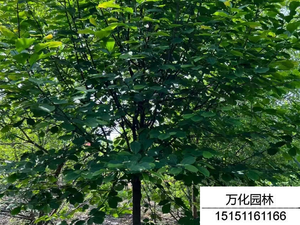 白玉兰