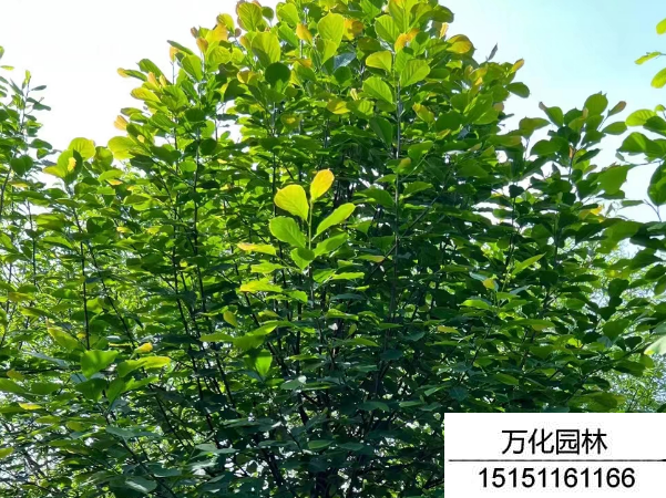 白玉兰