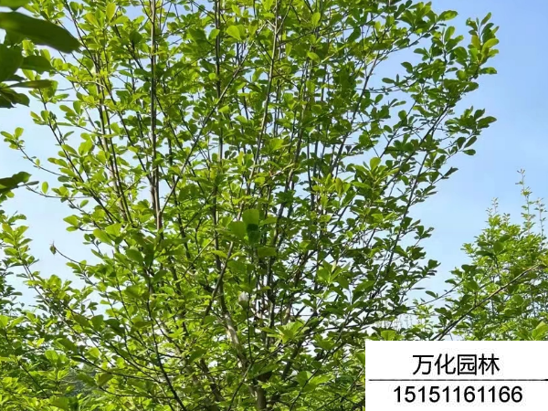 白玉兰