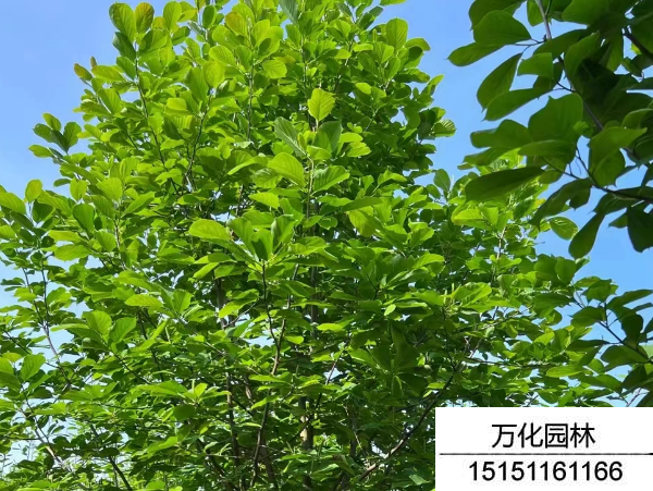 白玉兰