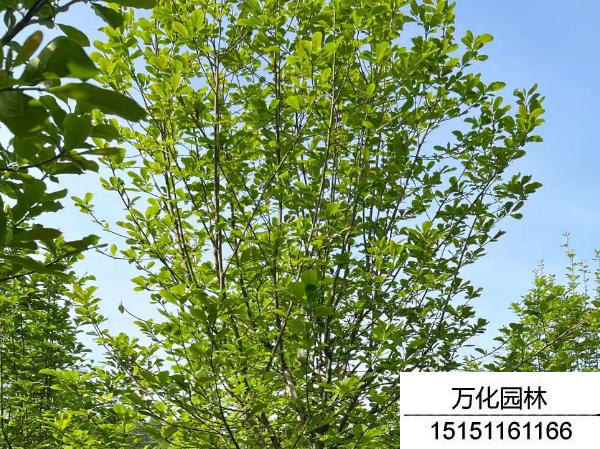白玉兰