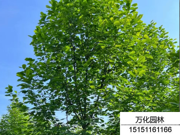 白玉兰