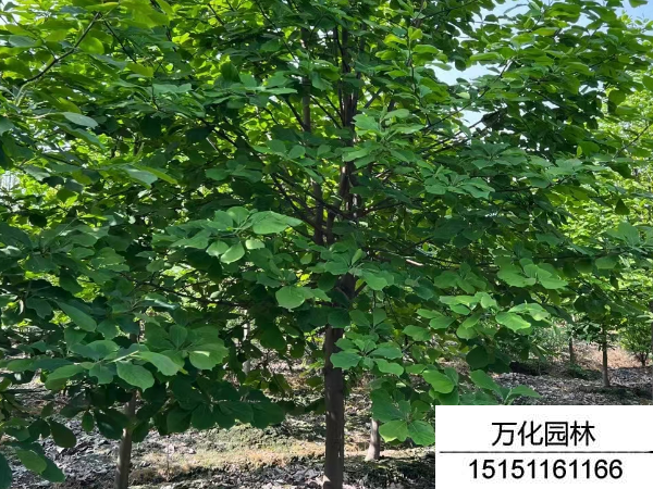 白玉兰