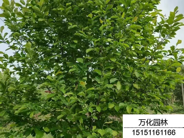 白玉兰