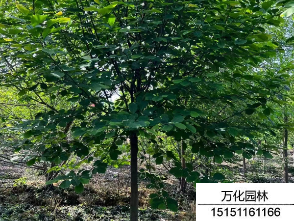 白玉兰