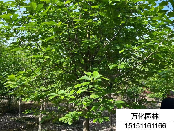 白玉兰