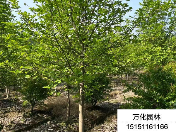 白玉兰