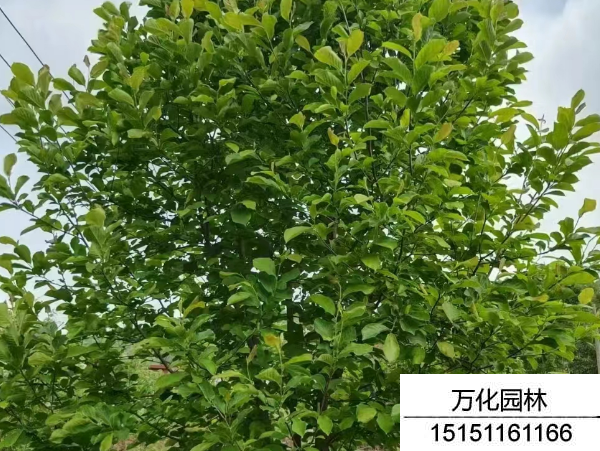 白玉兰