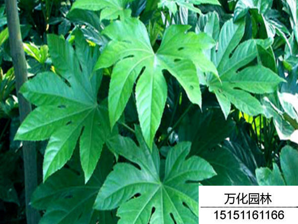 八角金盘
