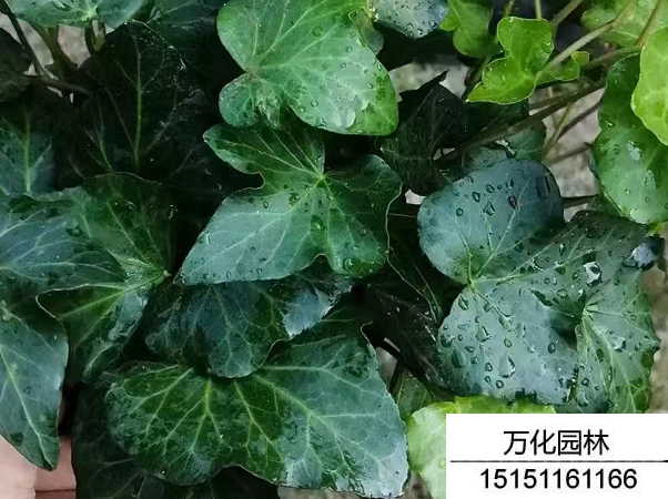 常春藤