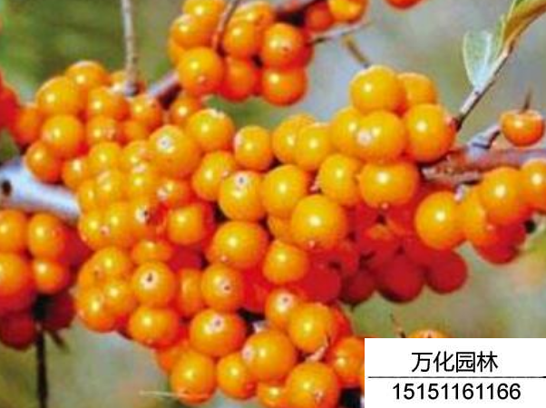 大果沙棘种子
