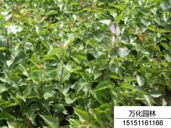 丁香种子