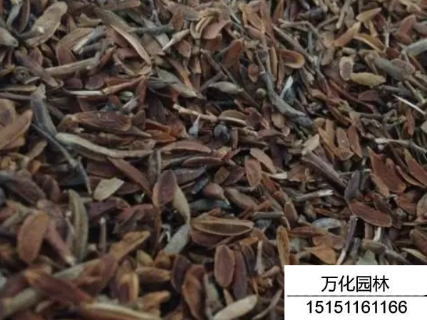 丁香种子