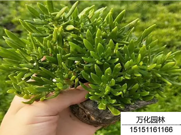 佛甲草
