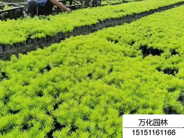 佛甲草