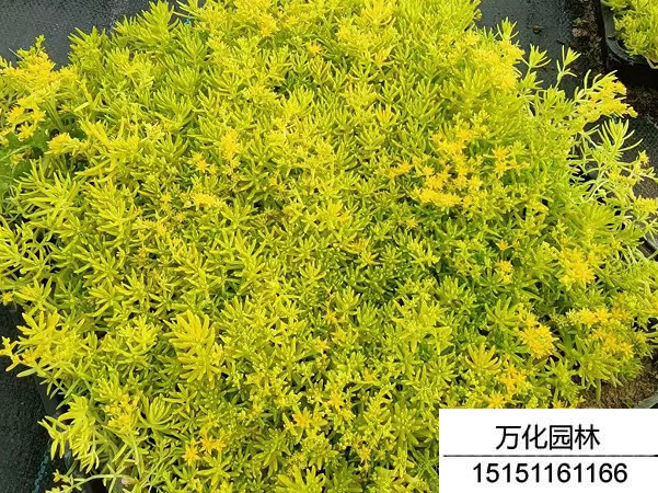 佛甲草