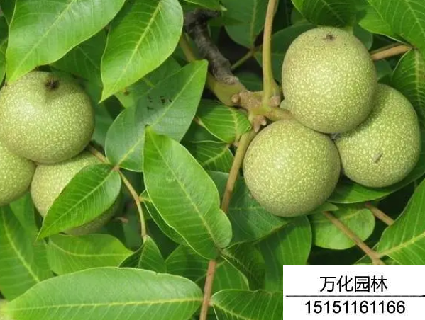 核桃种子