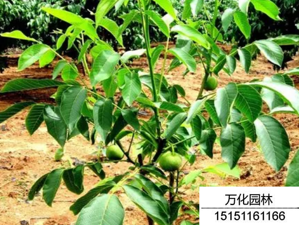 核桃种子
