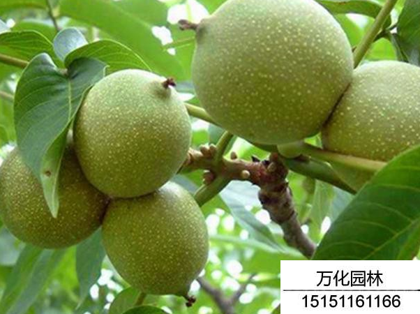 核桃种子