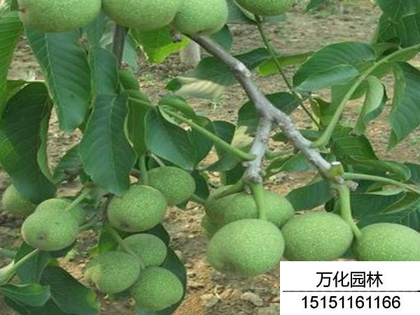 核桃种子