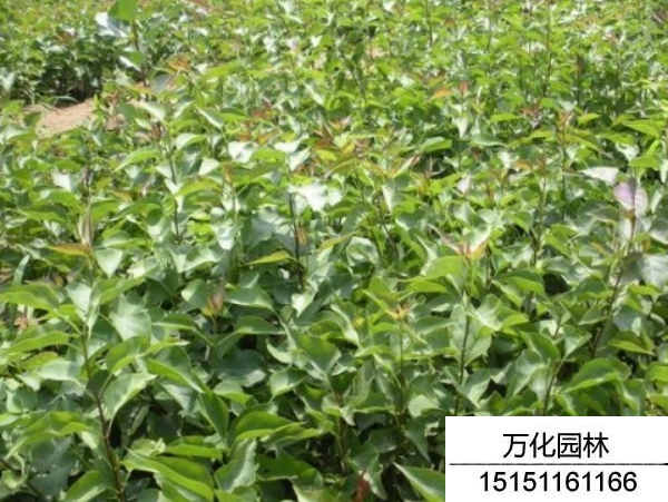 丁香种子