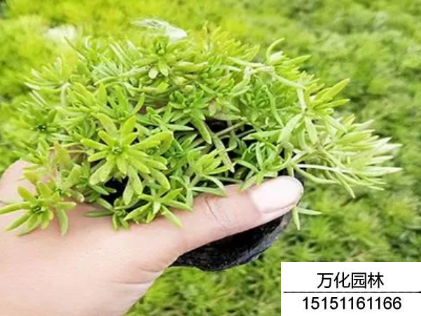 佛甲草