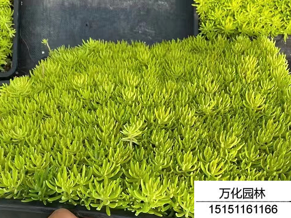 佛甲草