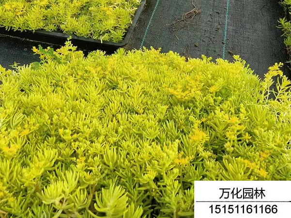 佛甲草