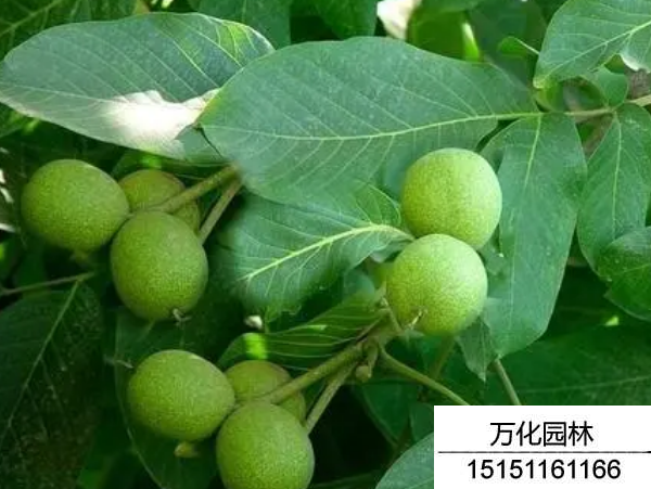 核桃种子