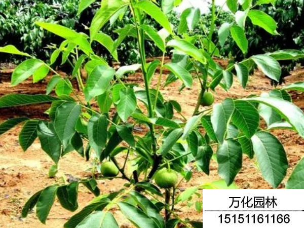 核桃种子