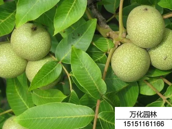 核桃种子