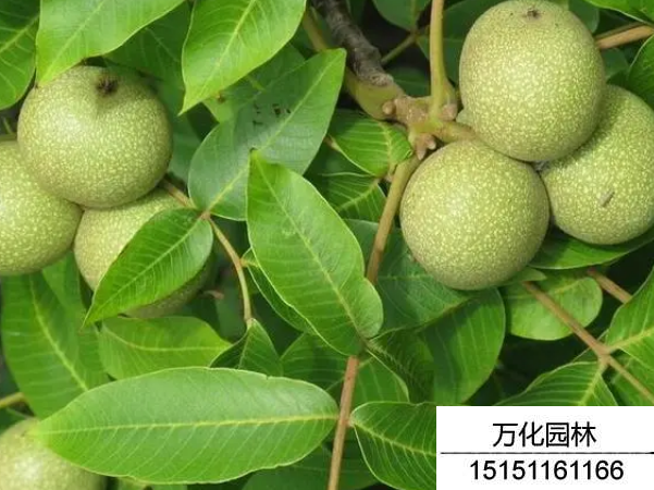 核桃种子