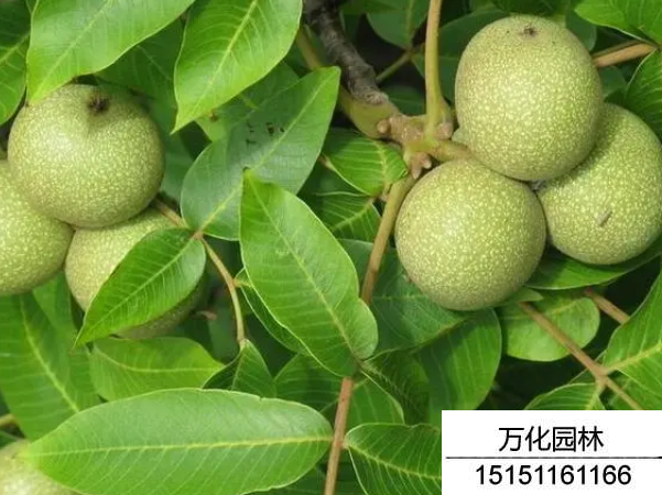 核桃种子