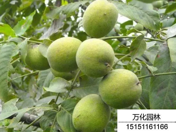 核桃种子